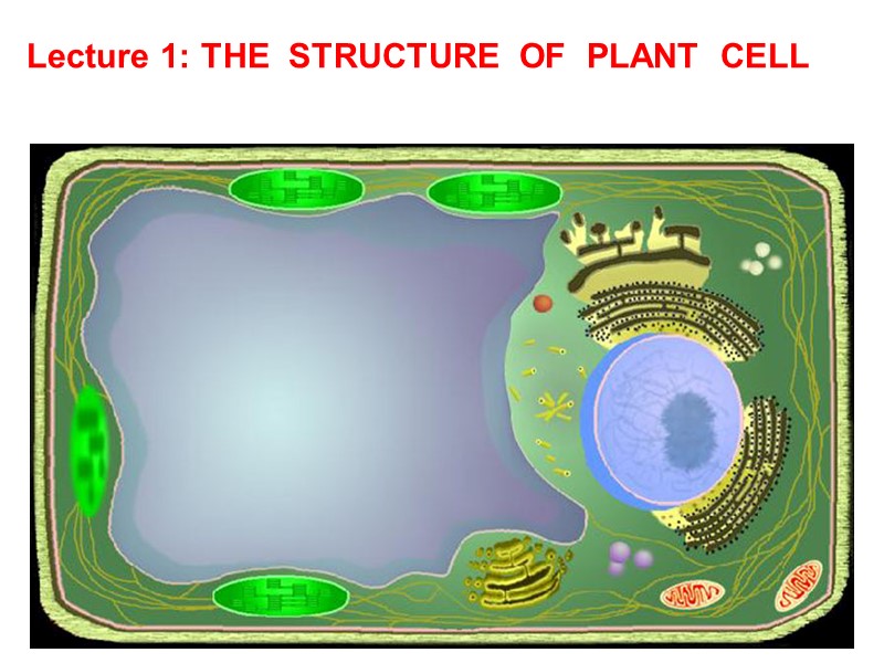 Lecture 1: THE  STRUCTURE  OF  PLANT  CELL